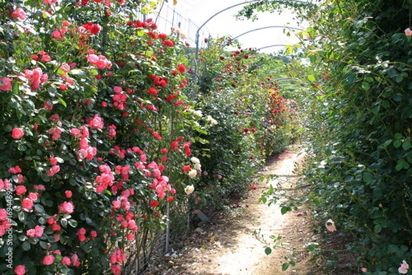 Obraz 全盛期のバラ園