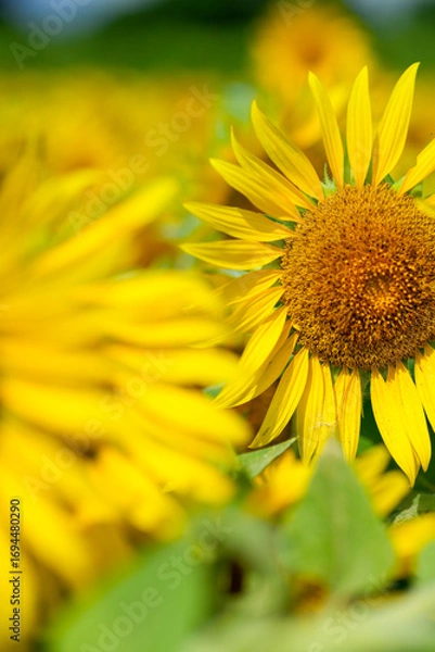 Fototapeta 鮮やかな、ひまわりアップ写真｜広告やSNSに使える明るい背景