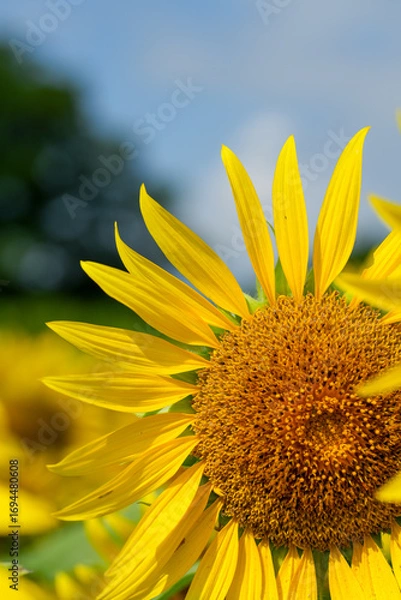 Fototapeta 鮮やかな、ひまわりアップ写真｜広告やSNSに使える明るい背景