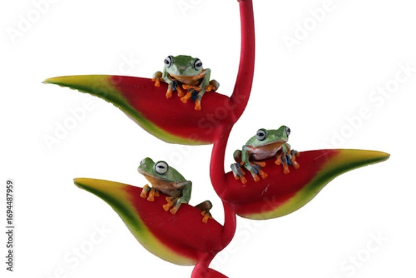 Fototapeta Three flying frog sitting on branch , Rhacophorus Reinwardtii tree frog, Three Javan tree frog sitting on flower