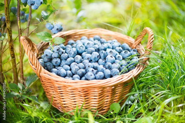 Obraz Blueberry basket. Ripe Bilberries in wicker basket.