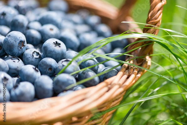 Obraz Freshly picked blueberries in rustic basket close up. Green gras