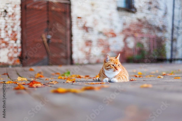 Fototapeta Stray ginger cat lies among colorful autumn leaves. Vyborg castle in fall. Russia.