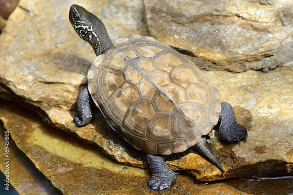 Obraz Detail of a turtle chinemys reevesii of three crests
