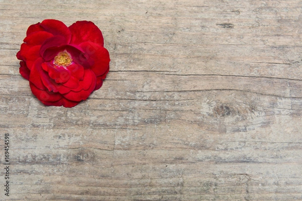 Obraz Red 
Red rose on old boards
