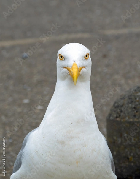 Obraz European herring gull looking straight into the camera; its bright yellow eyes have a hypnotic look