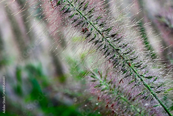 Fototapeta seeding green and red heads of Pennisetum alopecuroides or Chinese fountain grass. fresh fall colors colors. soft background. selective focus. gardening and landscaping concept. focus on foreground