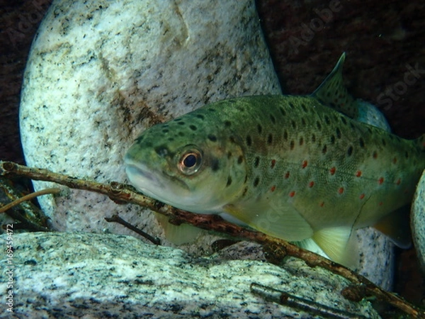 Fototapeta Verzasca Bachforelle
