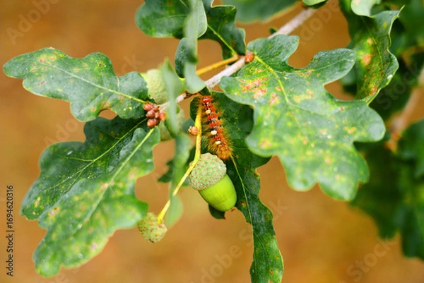 Fototapeta Oak tree branch with green ripening acorns and caterpillar on leaf close-up