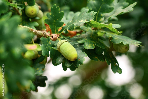 Fototapeta Oak tree branch with green ripening acorns close up