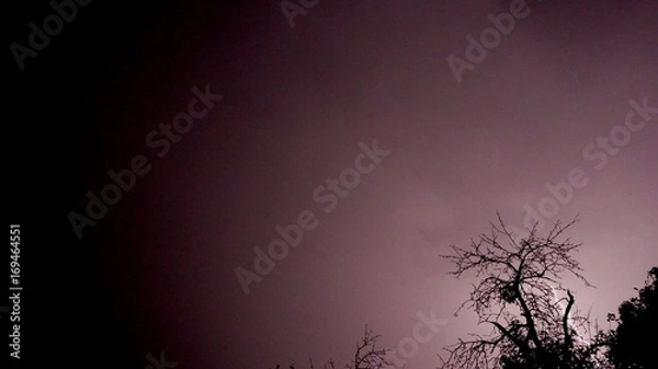 Fototapeta Lightning and tree