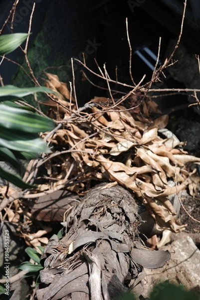 Fototapeta dead tree trunk