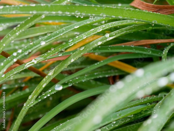 Fototapeta Gras mit Tau