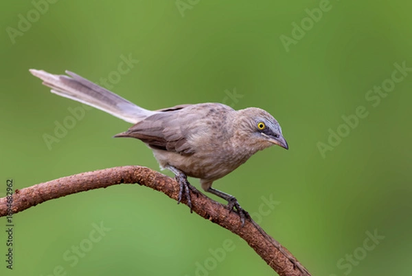 Obraz The Large Grey Babbler (Argya malcolmi) arrives not alone but as a chorus—a noisy troop tumbling through thorn scrub, their constant chatter turning the drylands into a living conversation.