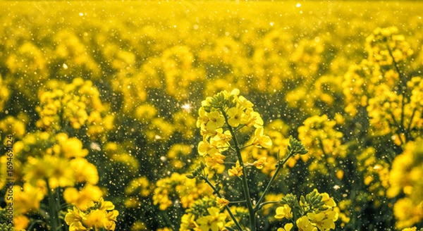 Fototapeta A vibrant field of yellow flowers under sunlight. Pollen particles are visible in the air, highlighting the allergy-related theme of the scene.