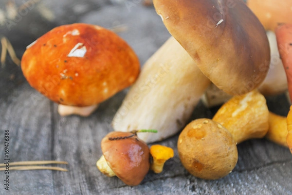 Fototapeta Mix of different mushrooms picked in the forest in autumn: Latvian nature