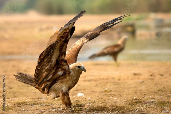 Fototapeta Brahminy Kite Preparing for Flight on Riverbank