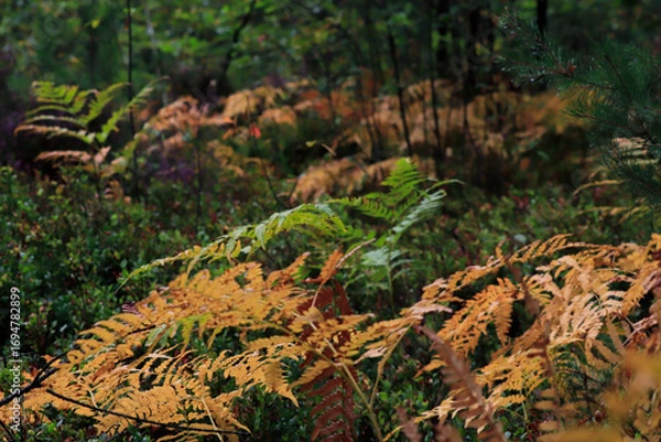 Fototapeta autumn ferns in the forest