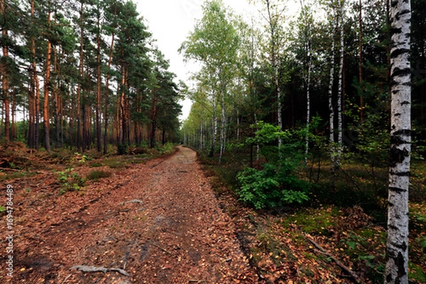 Fototapeta forest road between pines and birches