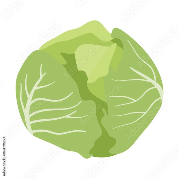 Fototapeta Illustration Cabbage. Colored, cartoon. Vector, isolated on white background