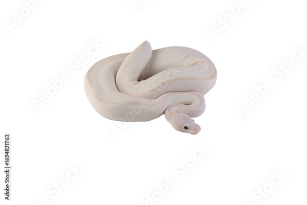 Fototapeta White albino ball python in isolated on white