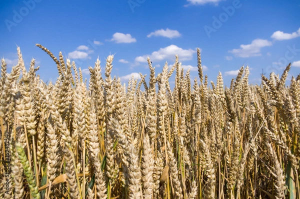 Obraz Pszenica