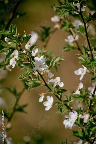 Obraz Blooming cherry tree