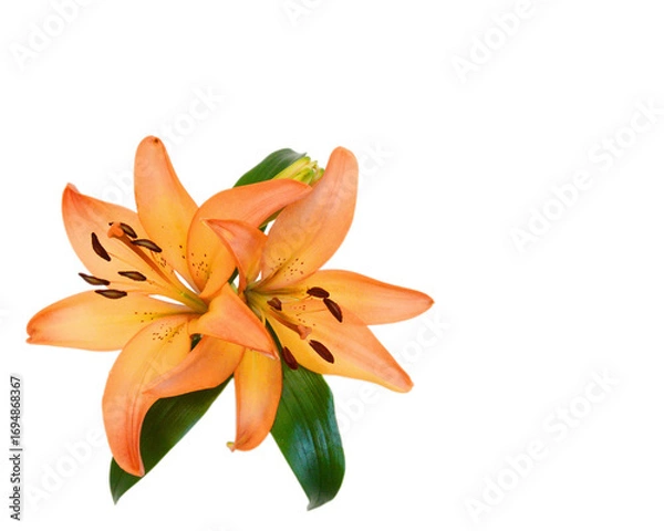 Obraz Lily flower isolated on white background 