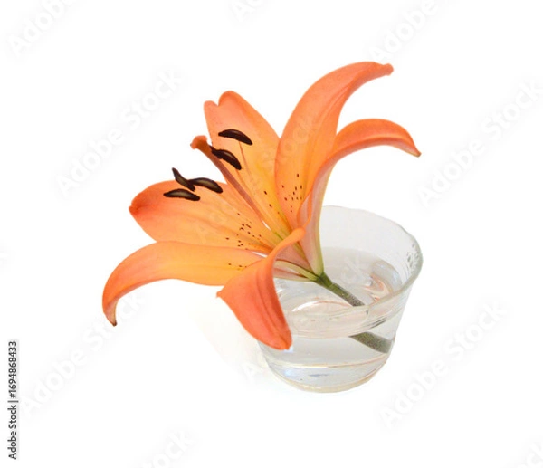 Obraz Lily flower isolated on white background 