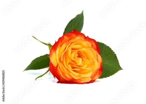 Obraz Bunch of rosy roses isolated on white 