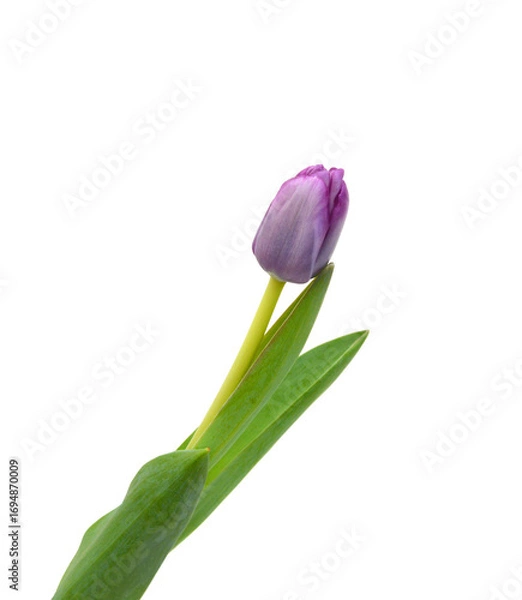 Obraz Colorful tulip flowers  isolated on white 