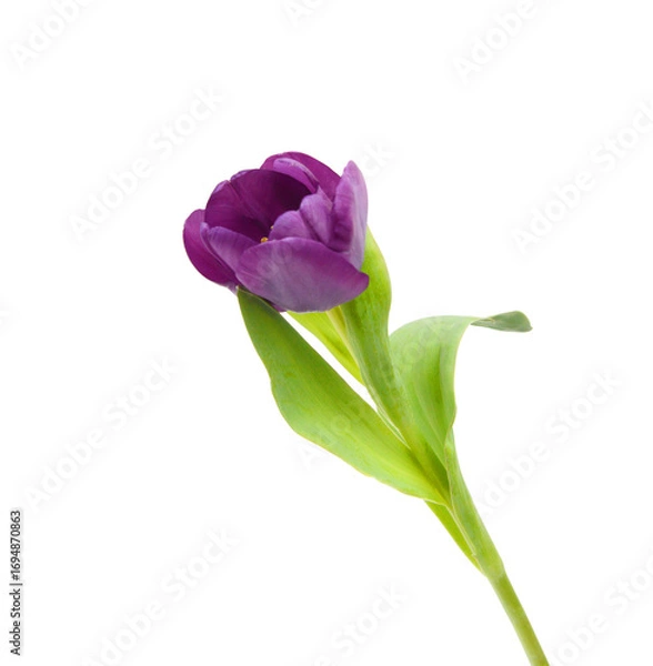 Obraz Colorful tulip flowers  isolated on white 