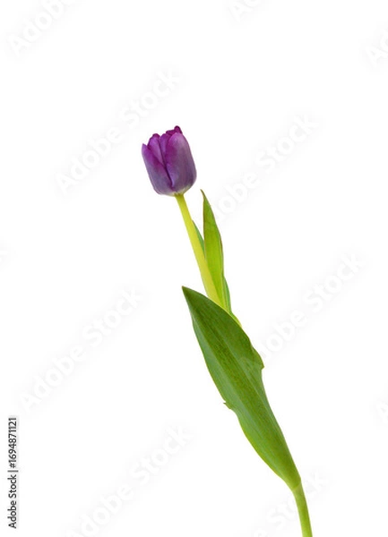 Obraz Colorful tulip flowers  isolated on white 