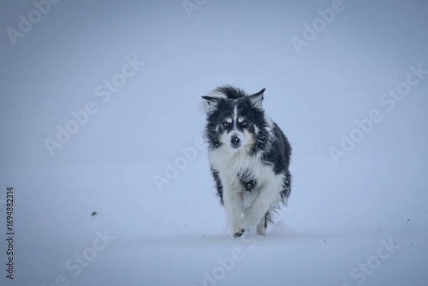 Fototapeta Tricolor border collie is running on the field in the snow. He is so fluffy dog.