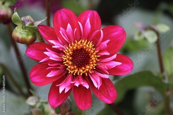 Obraz rote Zinnie mit hellen Blütenblättern