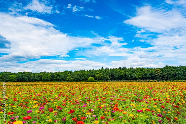 Fototapeta 百日草の花畑