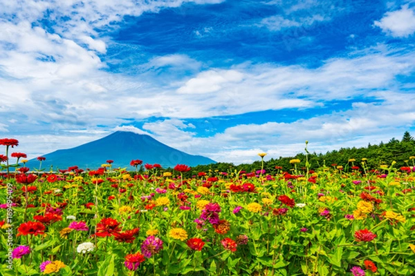 Fototapeta 百日草と富士山