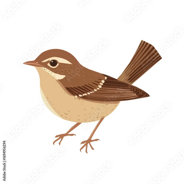 Fototapeta Wren, cartoon vector illustration, flat 2D isometric style, white background.