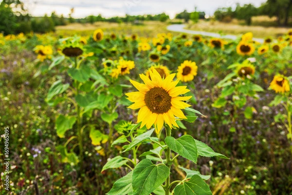 Fototapeta Bright sunflower blooming in summer field with many flowers and a winding path in background. Sweden.