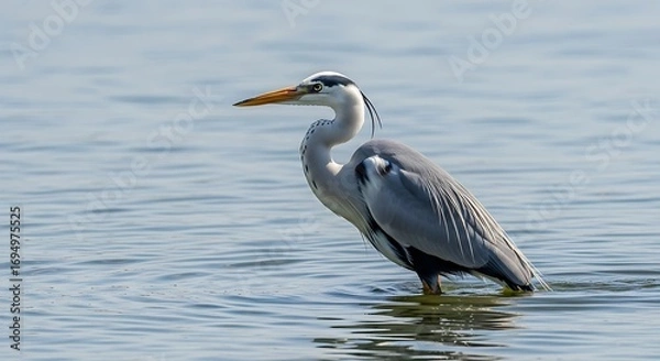 Fototapeta Grey Heron wading with lake, and wildlife.