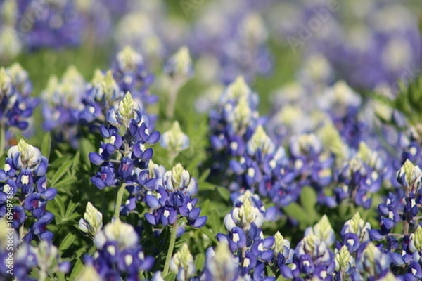 Obraz Texas Bluebonnets