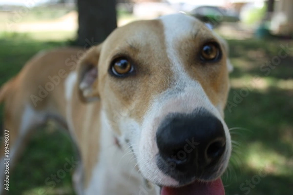 Obraz Brown Eyed Dog