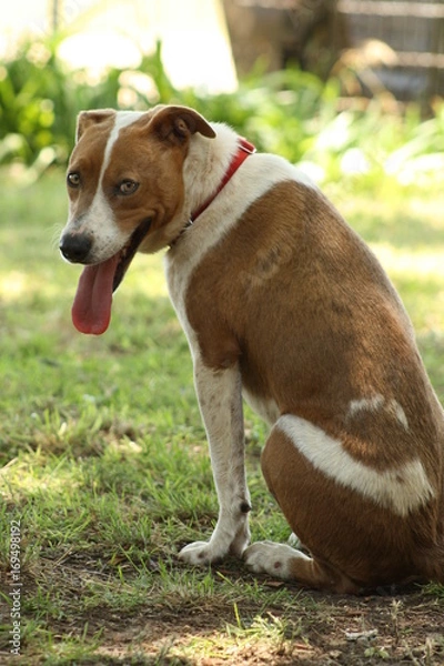 Obraz Brown Eyed Dog