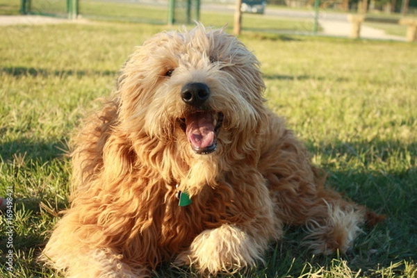 Obraz Smiling Goldendoodle