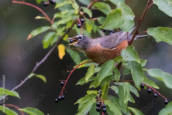 Obraz American Robin Gorging on Choke Cherry
