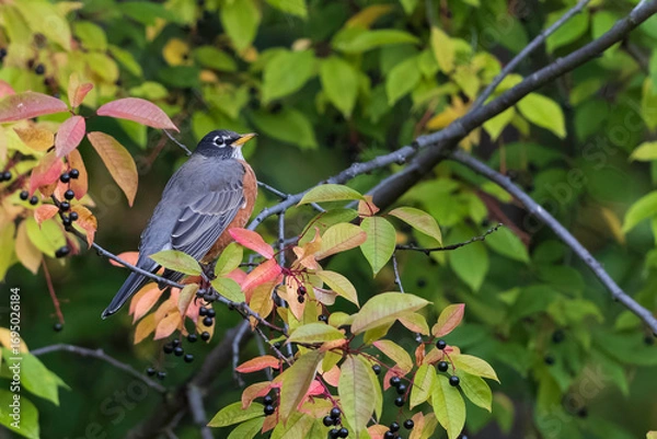 Obraz American Robin Gorging on Choke Cherry