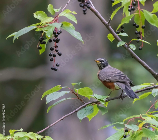 Obraz American Robin Gorging on Choke Cherry