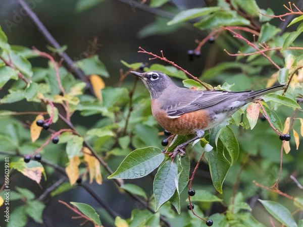 Obraz American Robin Gorging on Choke Cherry