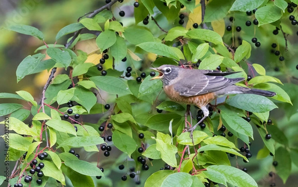 Obraz American Robin Gorging on Choke Cherry