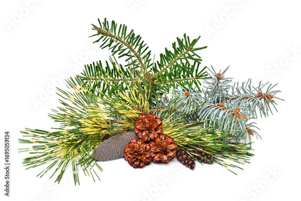 Fototapeta Christmas decorative fir, pine, spruce branch with cones isolated on white background